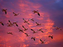migrating_snow_geese_wallpaper_birds_animals_wallpaper_1600_1200_476 migrating_snow_geese_wallpaper_birds_animals_wallpaper_1600_1200_476